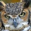 Angry .:. Owl