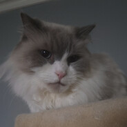 reservedcat