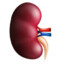 Kidney