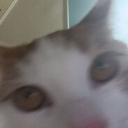 tretonchic - steam id 76561199015784592