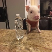 厨子肉里加了屎