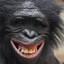 Tasteful Bonobo™