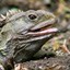 tuatara0