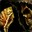 Assa