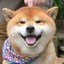 Shiba