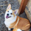 LEGEND OF DOGGO