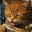 adidi. Steam avatar
