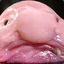 blobfish