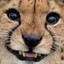 Avatar of Calzone