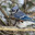 Buckled BlueJay