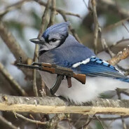 Buckled BlueJay