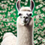 Llama