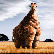 Thicc Giraffe