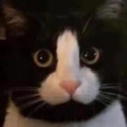 打的几把都赢了