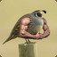 HunkyQuail