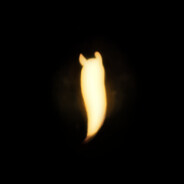 拉布拉多小金毛