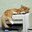 Copycat