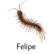 Felipe