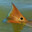 Redfish