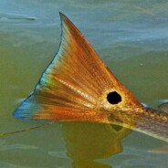 Redfish