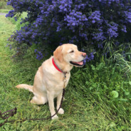 Đồng Chí Búp Bê