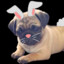 ♥ PugsBunni ♥