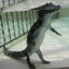 Bombardiro Crocodilo