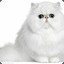 White Cat 333