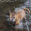 A swimming brown dog