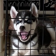 可以赢但没必要