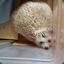 COOCACOO-Hedgehog
