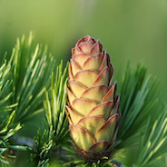 pinaceae