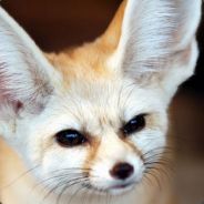 [RUS]Desert FoX