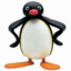 Pingu