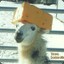 Artisanal Llama Cheese