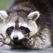 Raccoonbae ʕ•ᴥ•ʔ