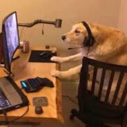 dog gaming