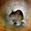 Tunnel Rat