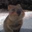 Quokka