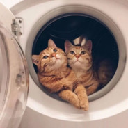 吃飞鱼的飞天猫