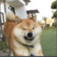 BoulShibe