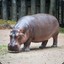 HippopotamusHarold