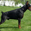 DOBERMAN