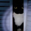 maxwell the cat