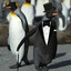 fancy penguin