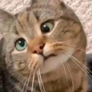 君向潇湘我向秦