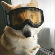 可乐我只喝百事