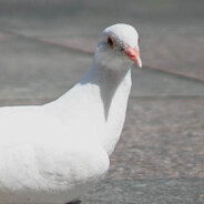 你看撒子嘛看笑人得很