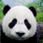 This Panda Hate Bamboo