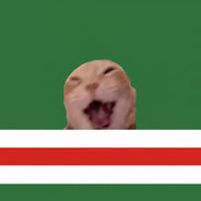 кот кадырова